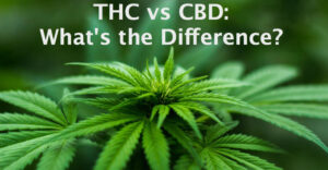 Differences Between CBD and THC