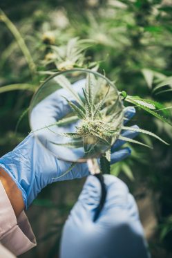 cbd-hemp-oil-hand-holding-bottle-of-cannabis-oil-against-marijuana-plant-1