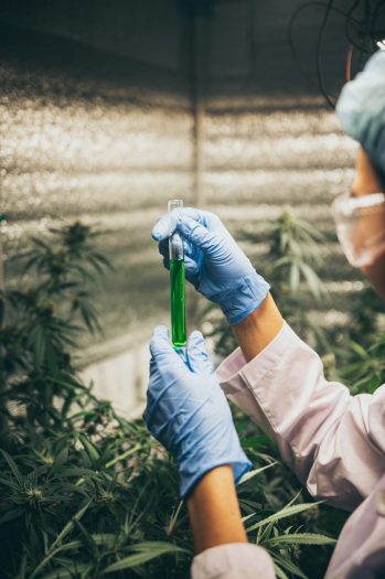 cbd-hemp-oil-hand-holding-bottle-of-cannabis-oil-against-marijuana-plant
